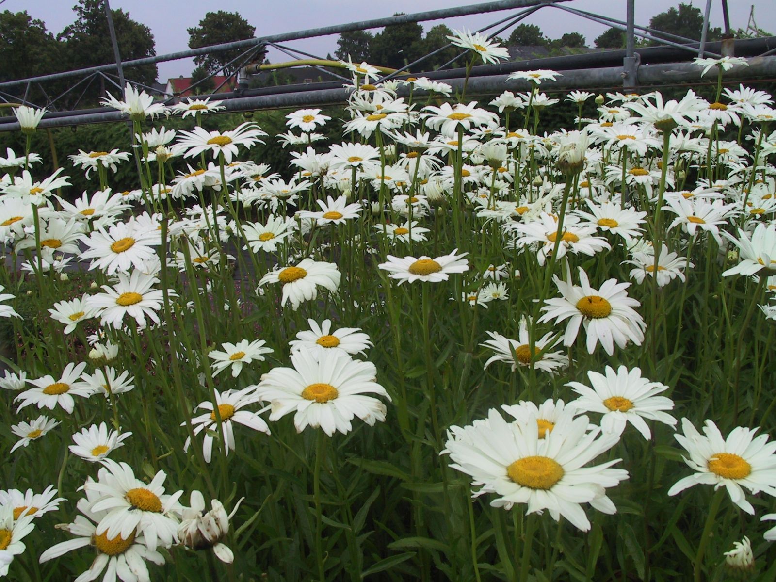 Leucanthemum x superbum 'Polaris'