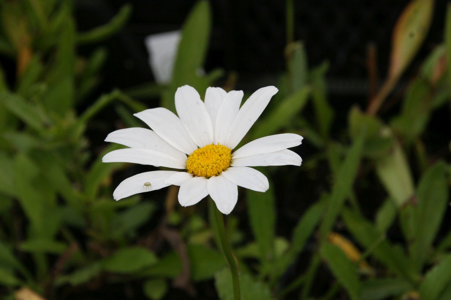Leucanthemum x superbum 'Silberprinzesschen'