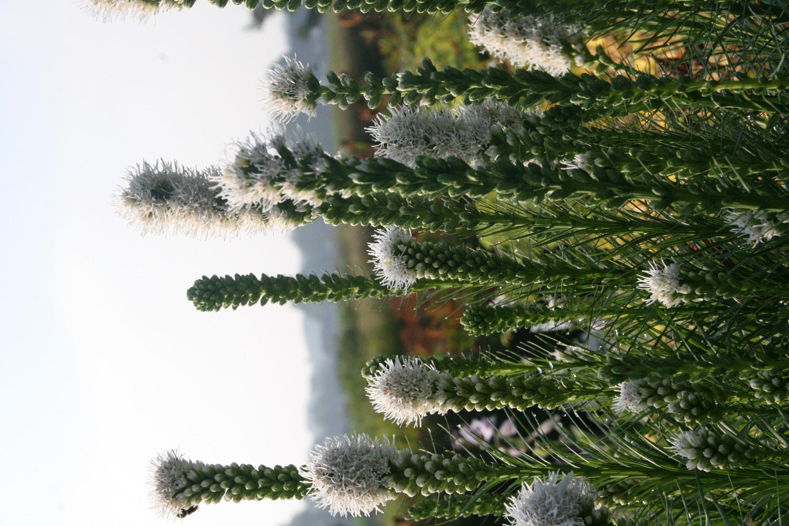 Liatris spicata 'Floristan Weiß'