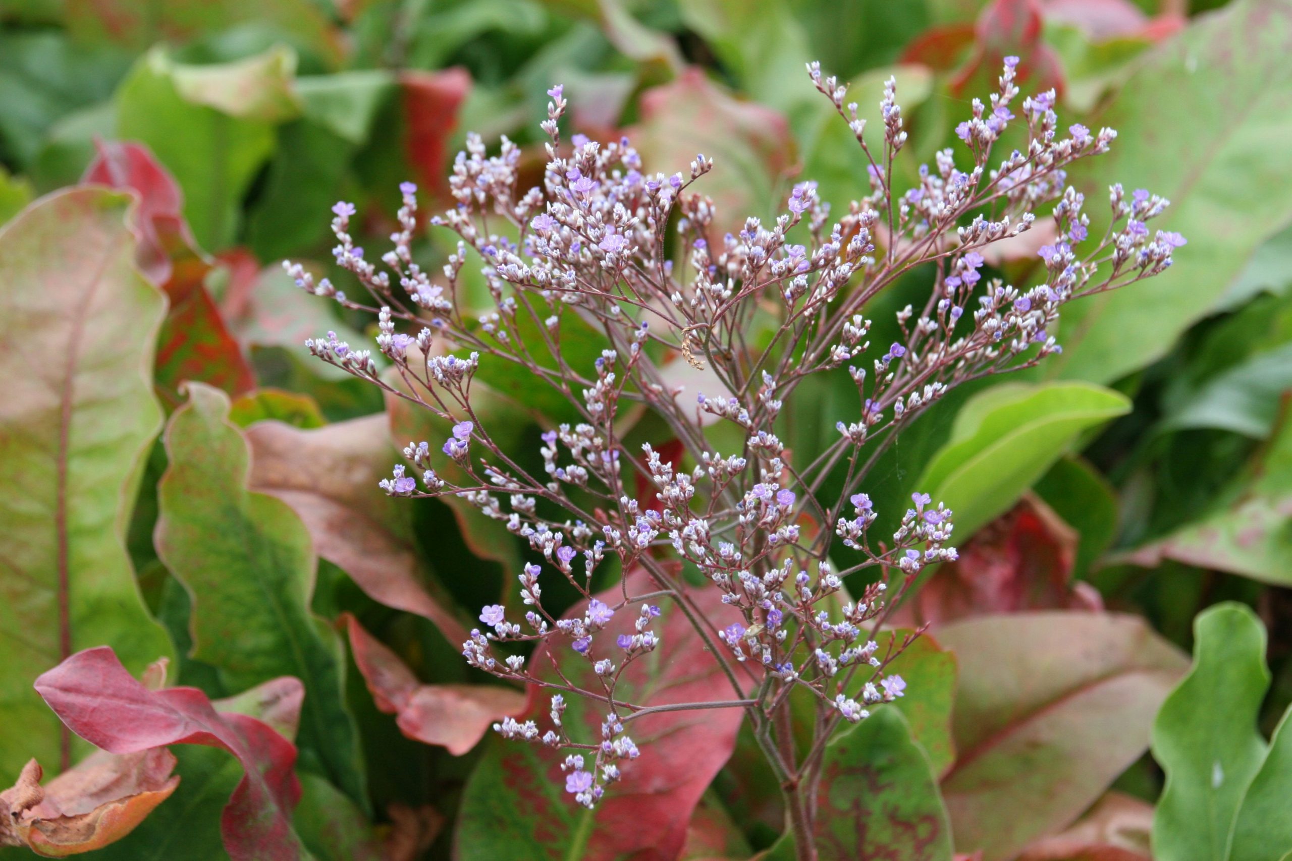 Limonium latifolium