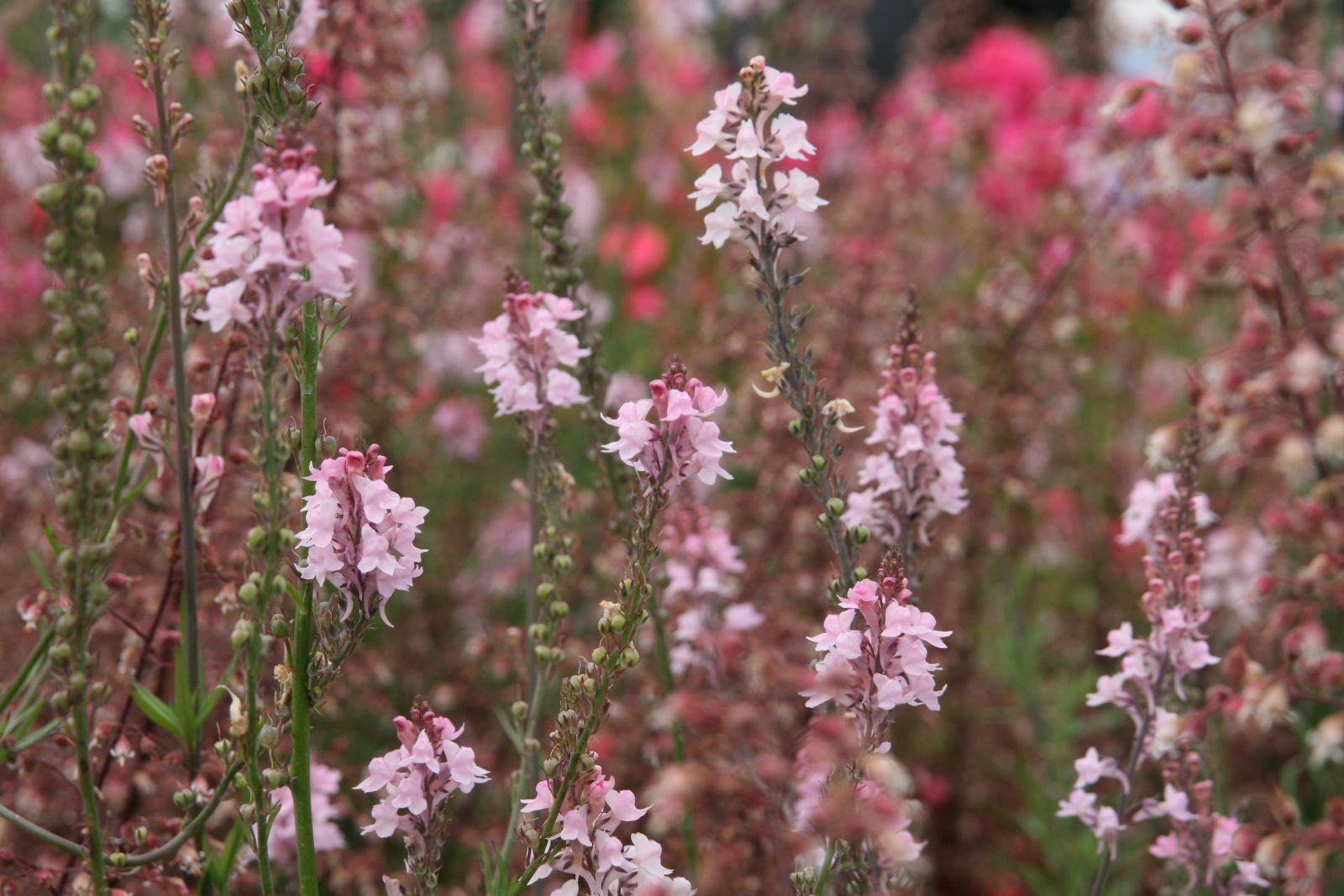Linaria purpurea 'Canon J.Went'