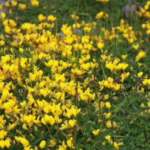 Lotus corniculatus
