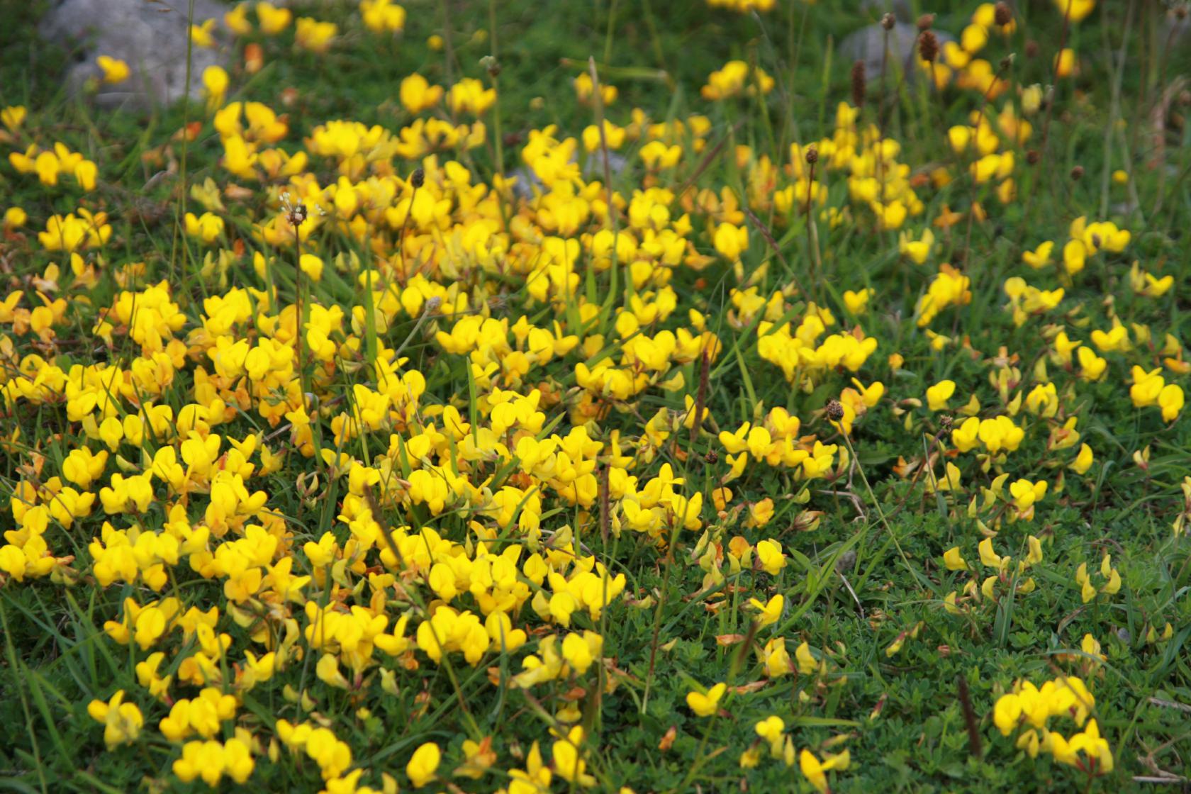Lotus corniculatus