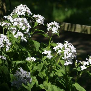 Lunaria rediviva