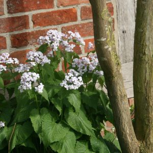 Lunaria rediviva