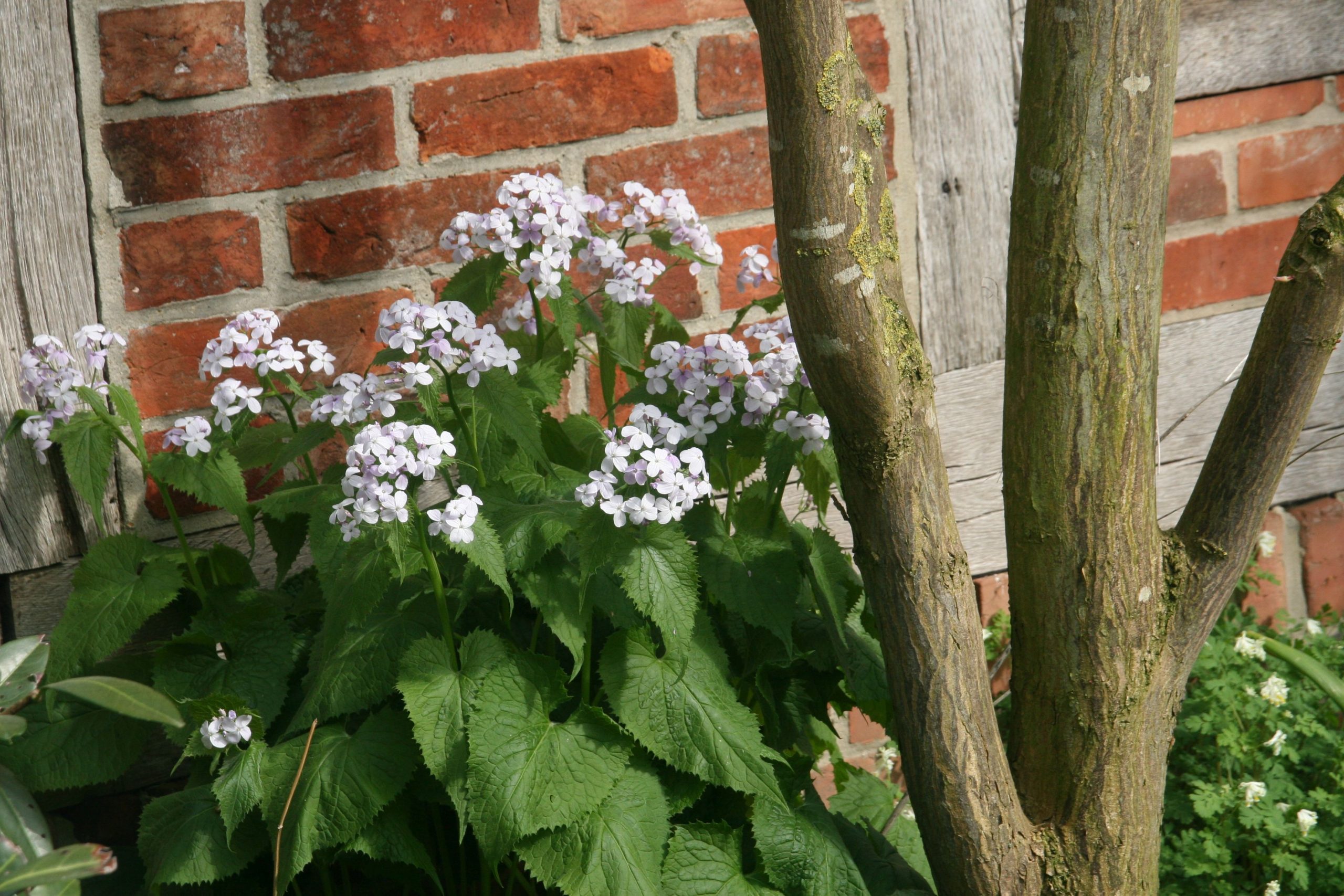 Lunaria rediviva