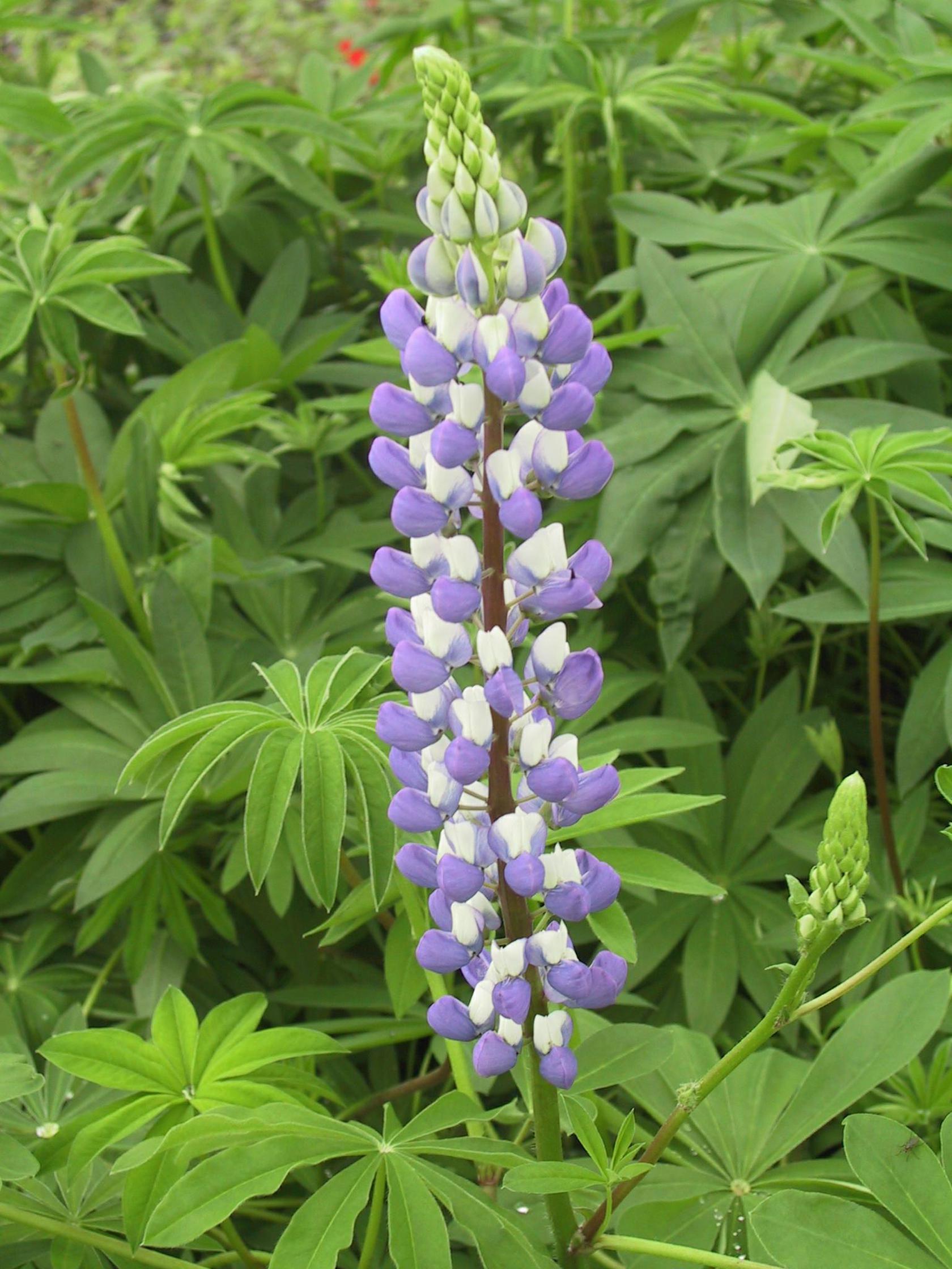 Lupinus polyphyllus 'Kastellan'
