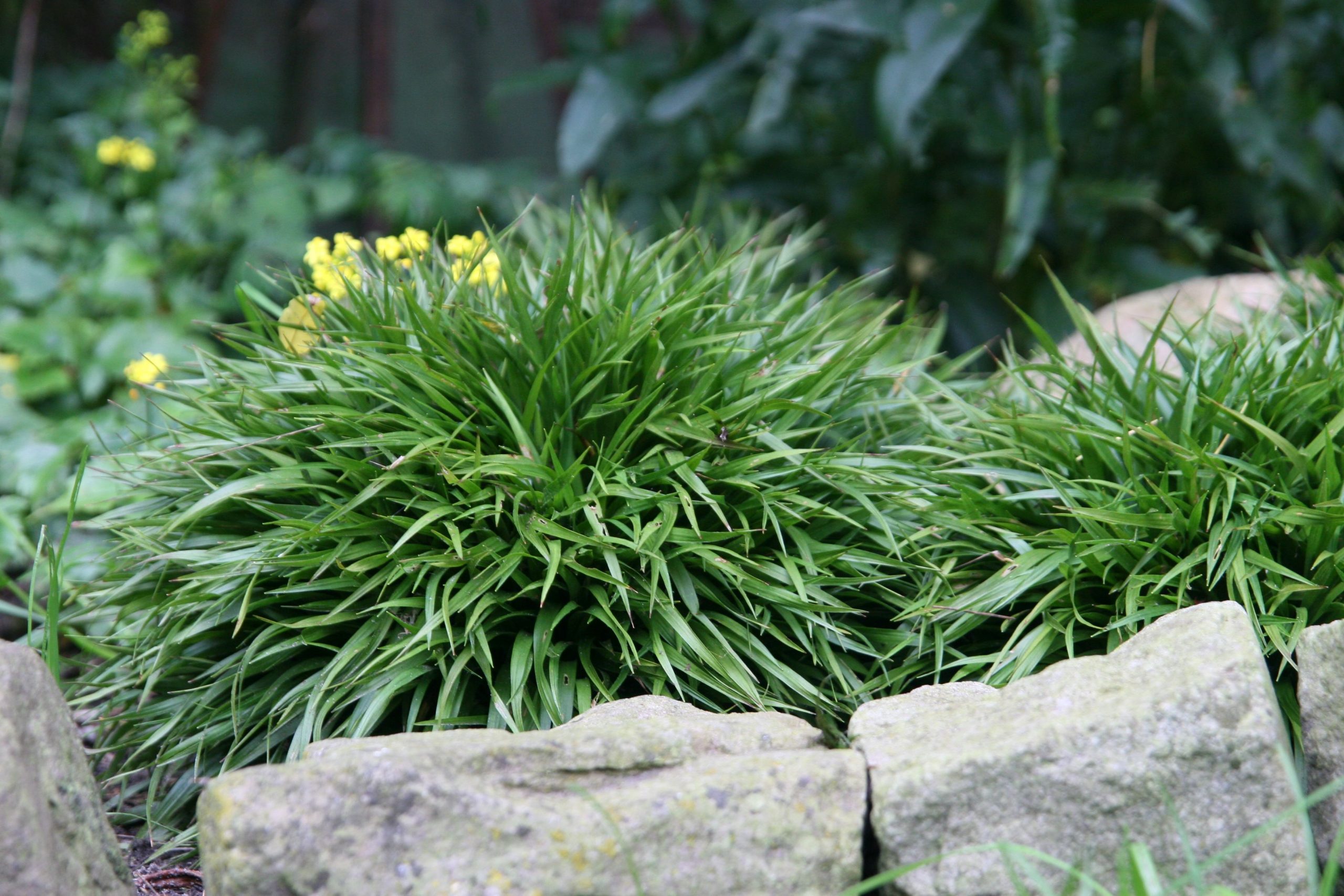 Luzula pilosa 'Igel'