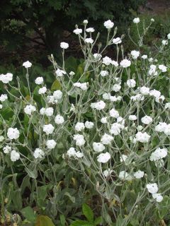 Lychnis coronaria 'Alba'