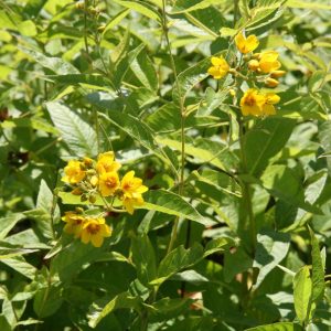 Lysimachia vulgaris