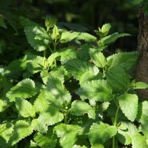 Melissa officinalis
