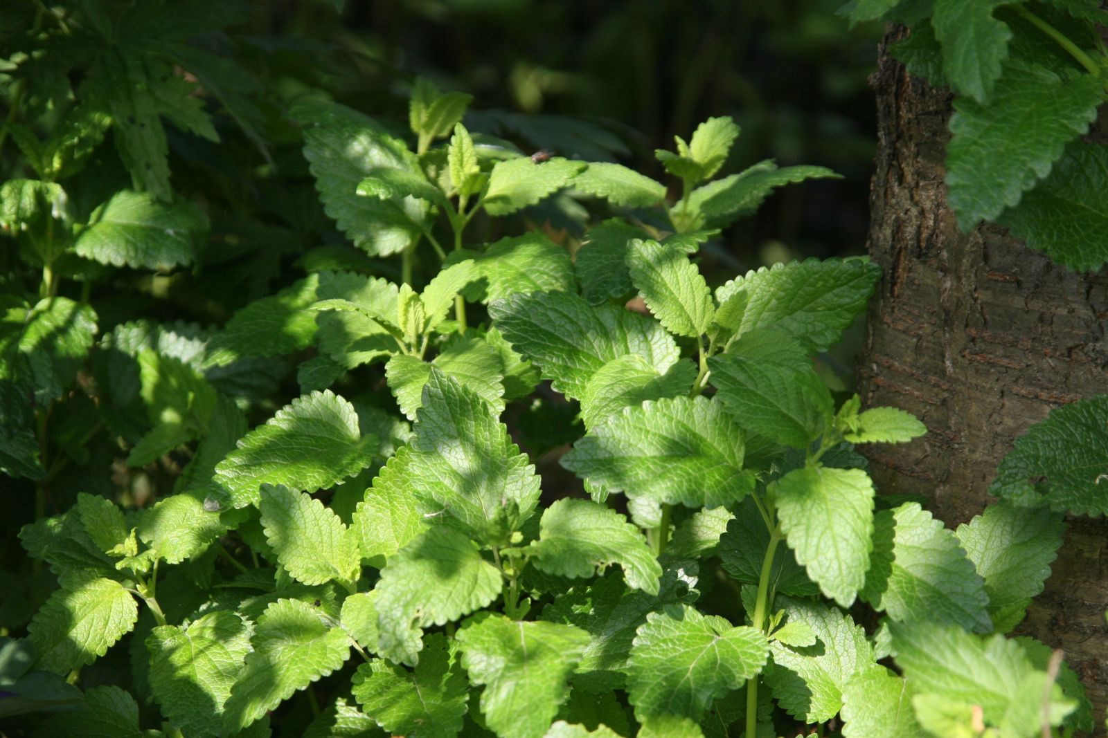 Melissa officinalis