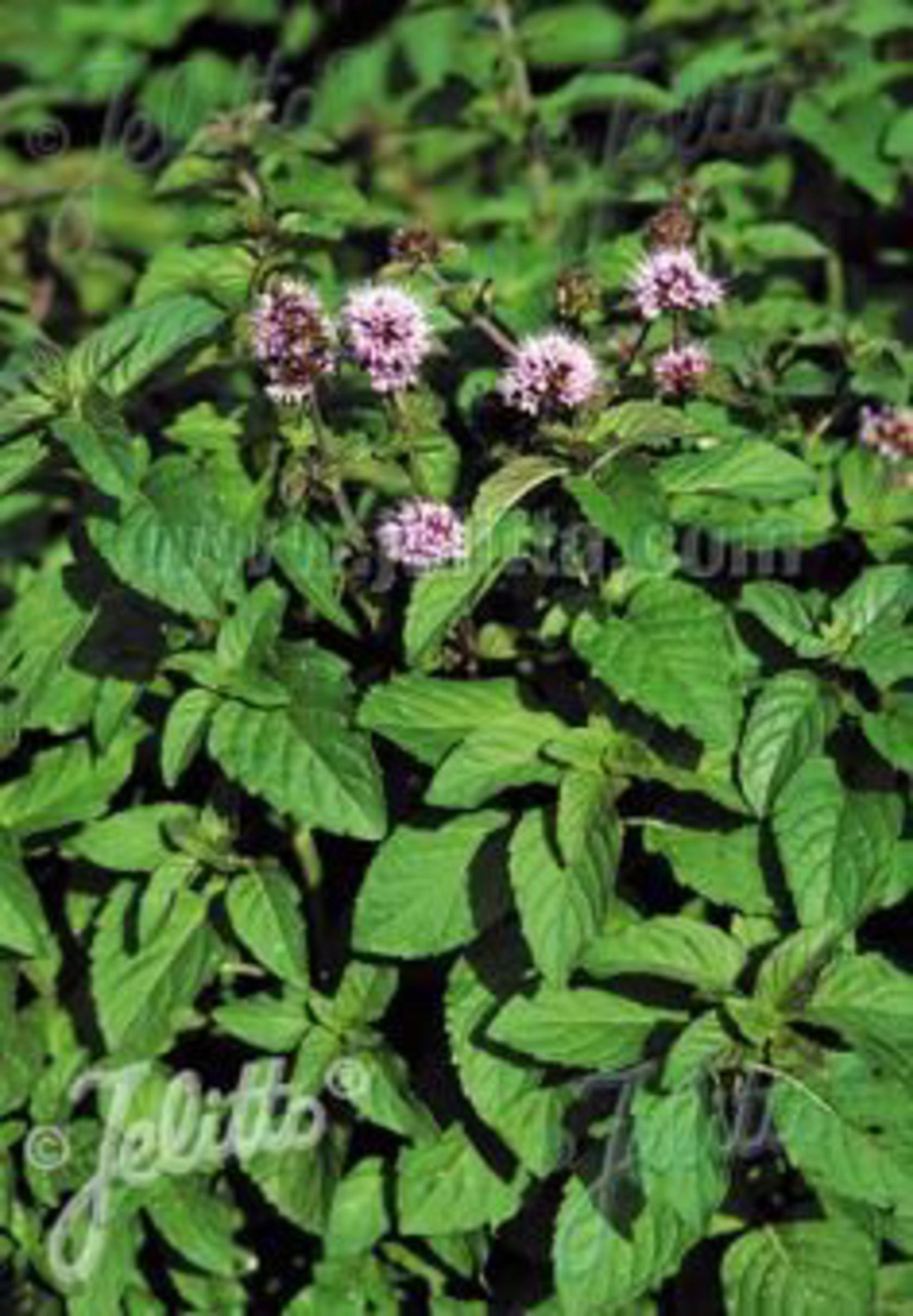 Mentha aquatica