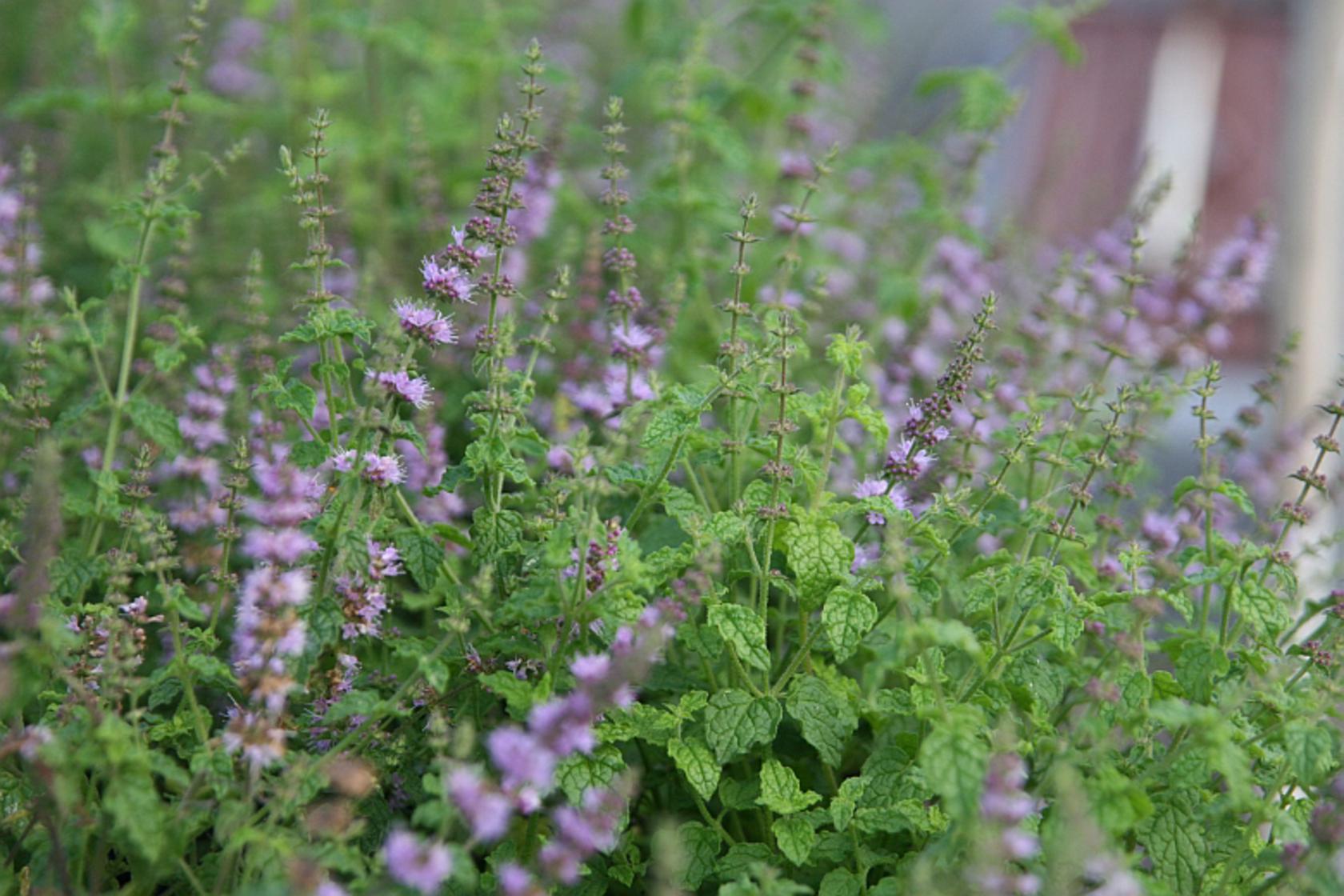 Mentha x cultorum 'Erdbeerminze'