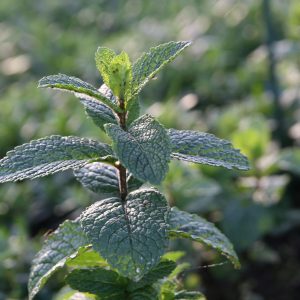 Mentha x Israelische Minze