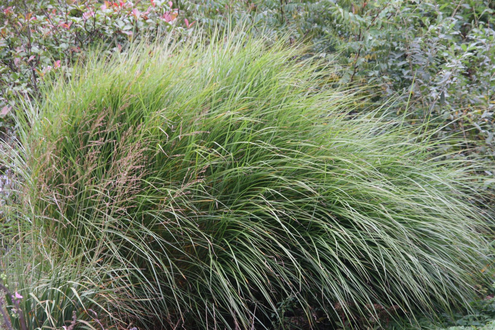 Miscanthus sinensis 'Gracillimus'