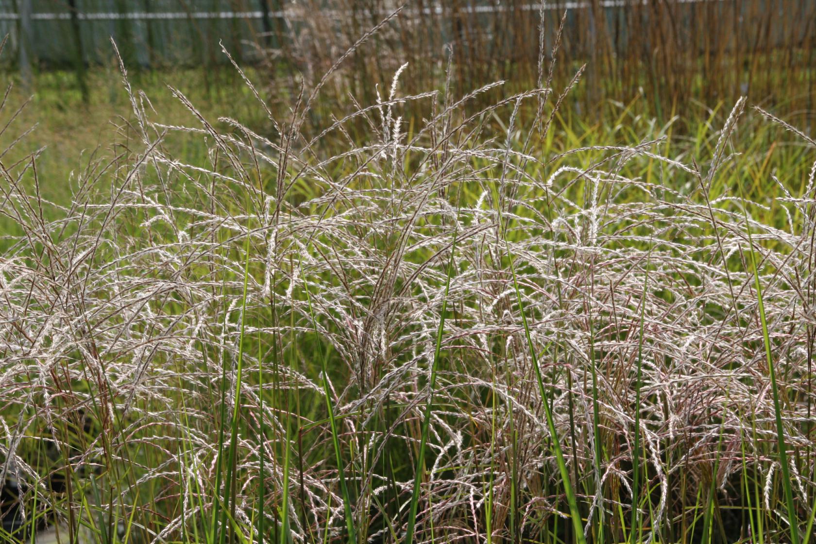 Miscanthus sinensis 'Kleine Fontäne'