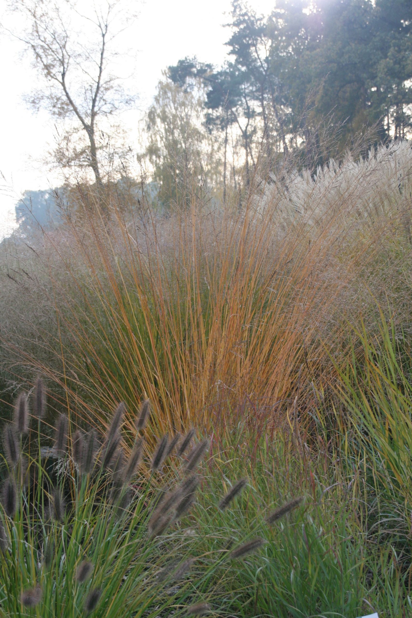 Molinia arundinacea 'Fontäne'