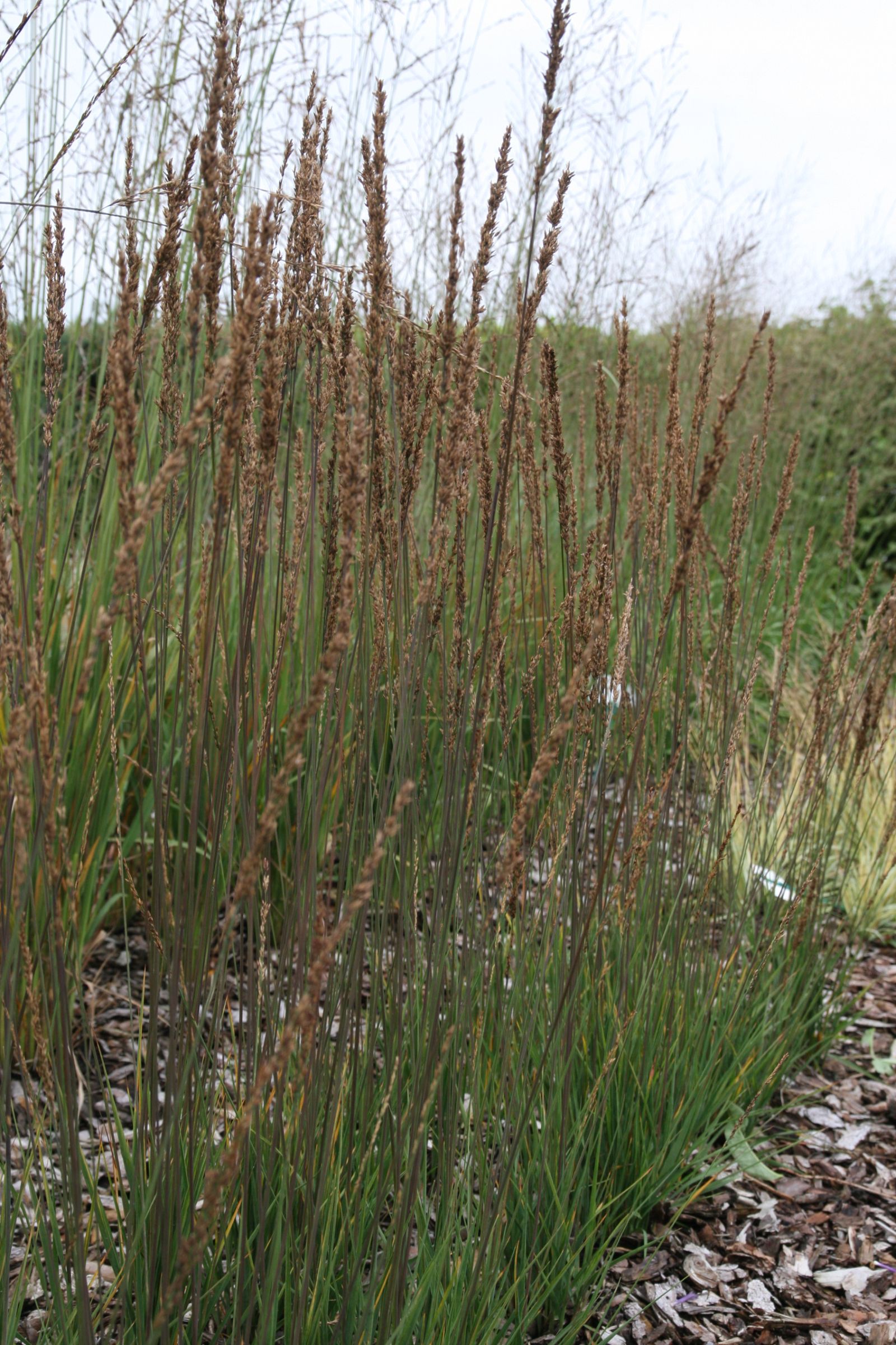 Molinia caerulea 'Moorhexe'