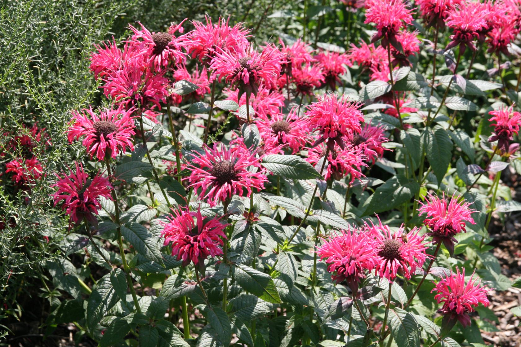 Monarda didyma 'Balance'