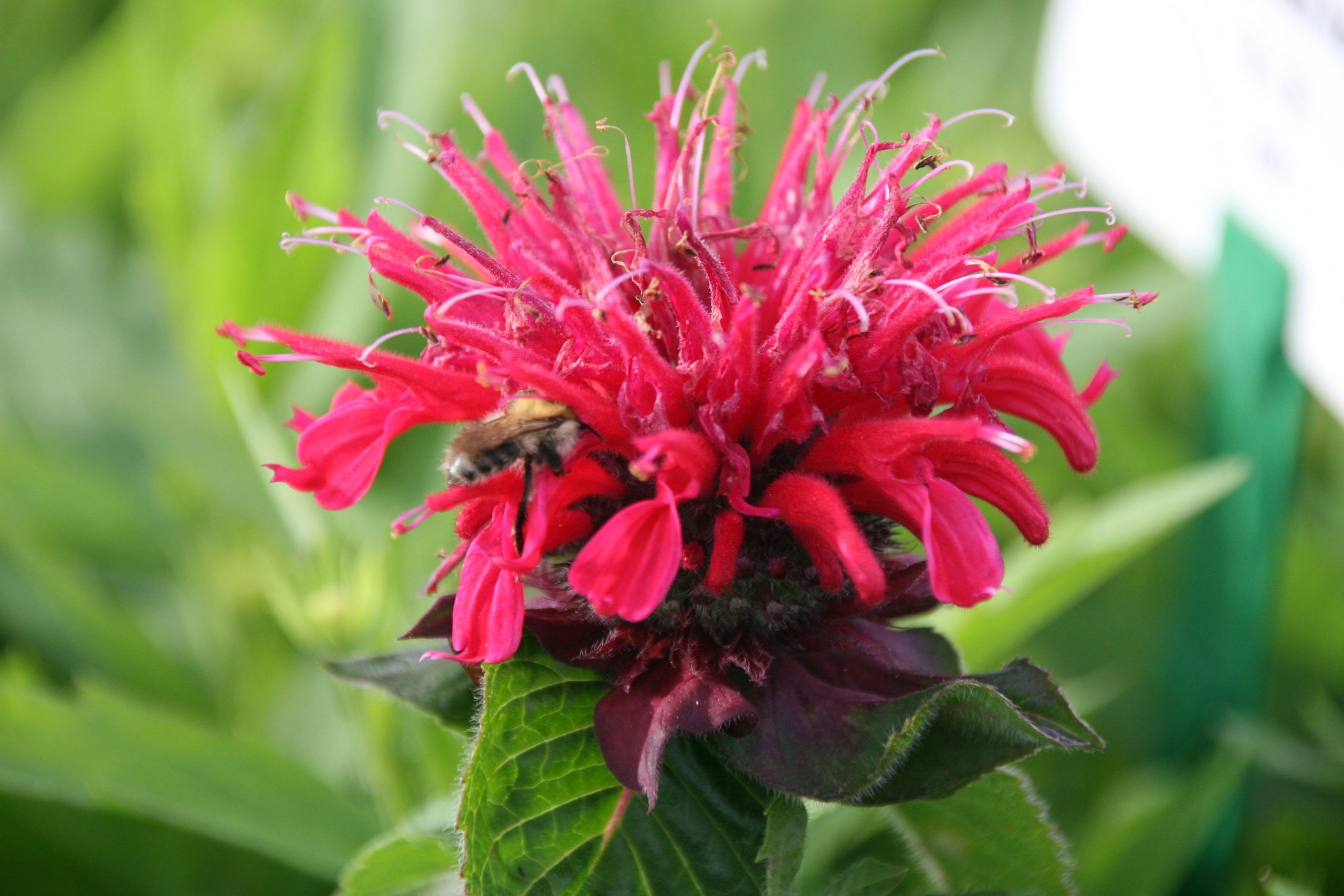 Monarda fistulosa 'Bee Happy' (S)