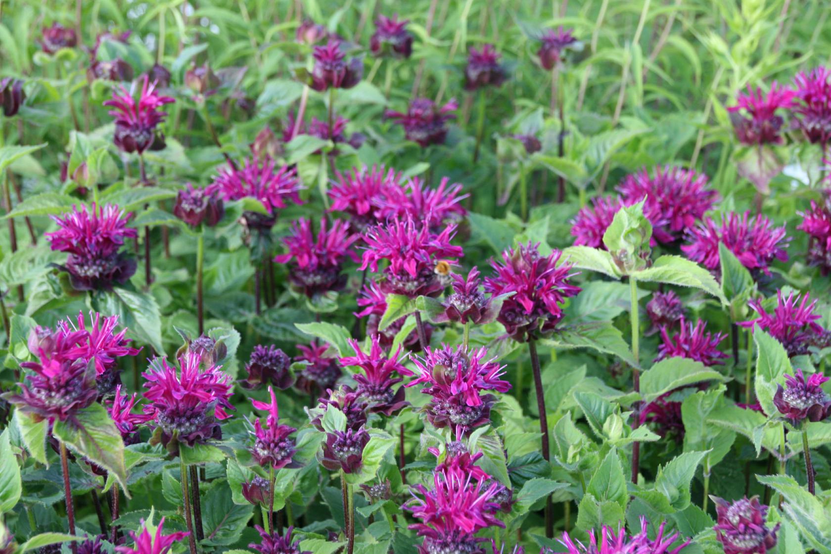 Monarda fistulosa 'Bee-True' (S)