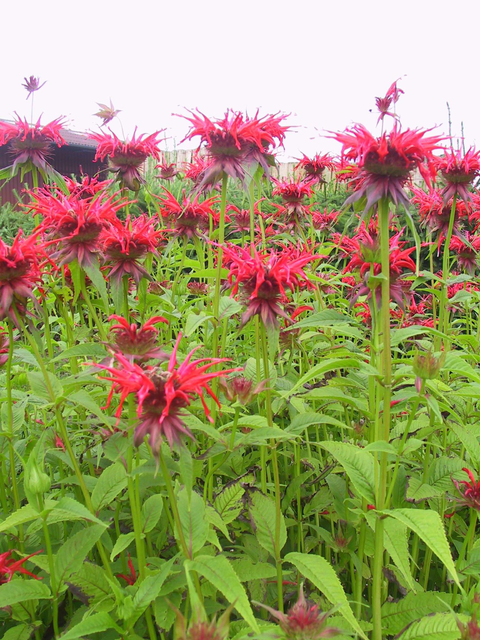Monarda didyma 'Squaw'