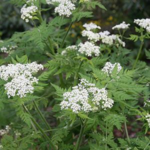 Myrrhis odorata