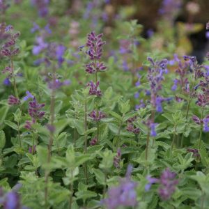 Nepeta racemosa   (-faassenii gen.)