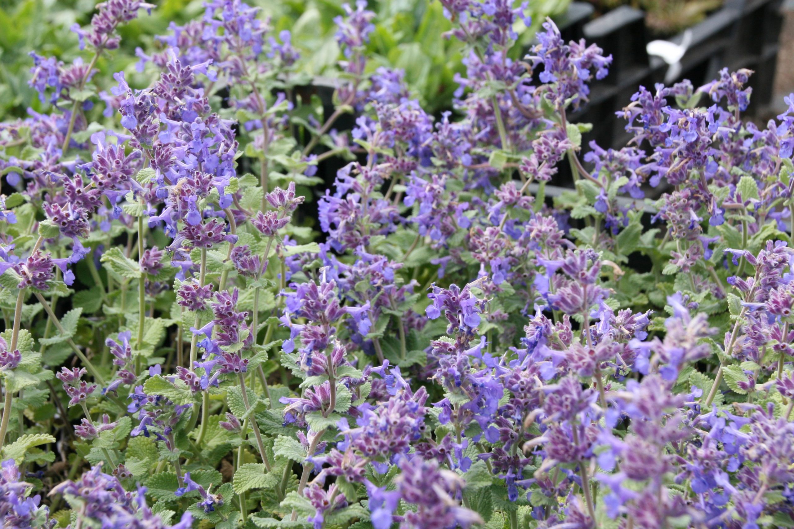 Nepeta racemosa 'Superba'