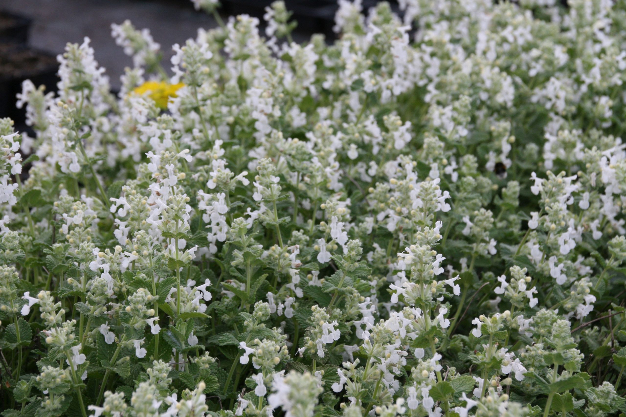 Nepeta racemosa 'Snowflake'
