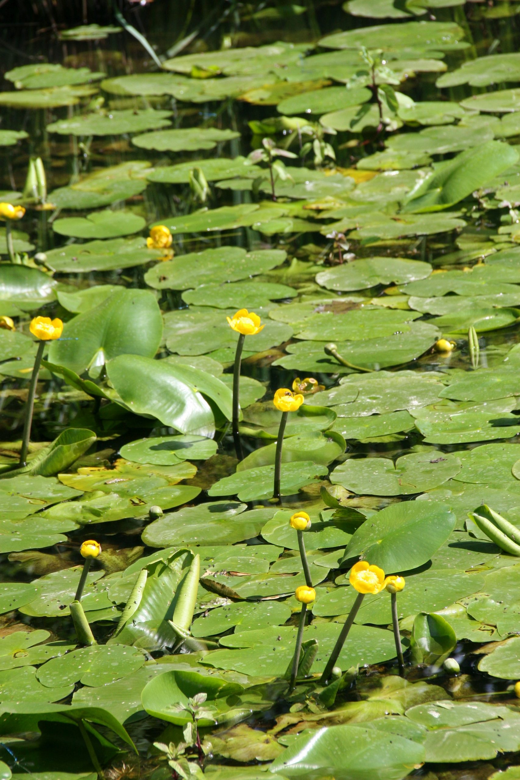 Nuphar lutea