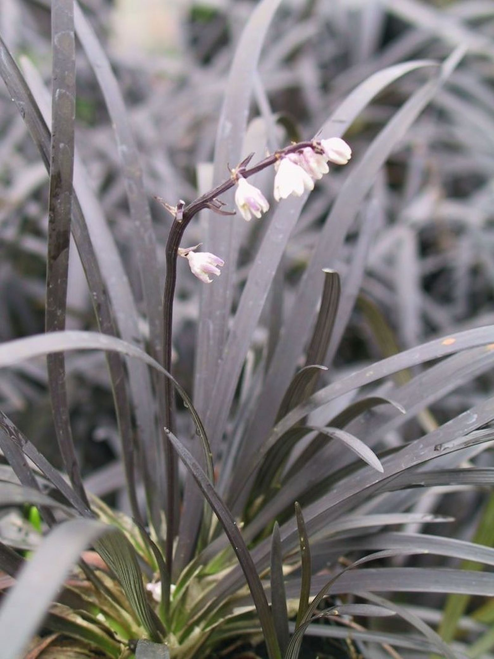 Ophiopogon planiscapus 'Nigrescens'