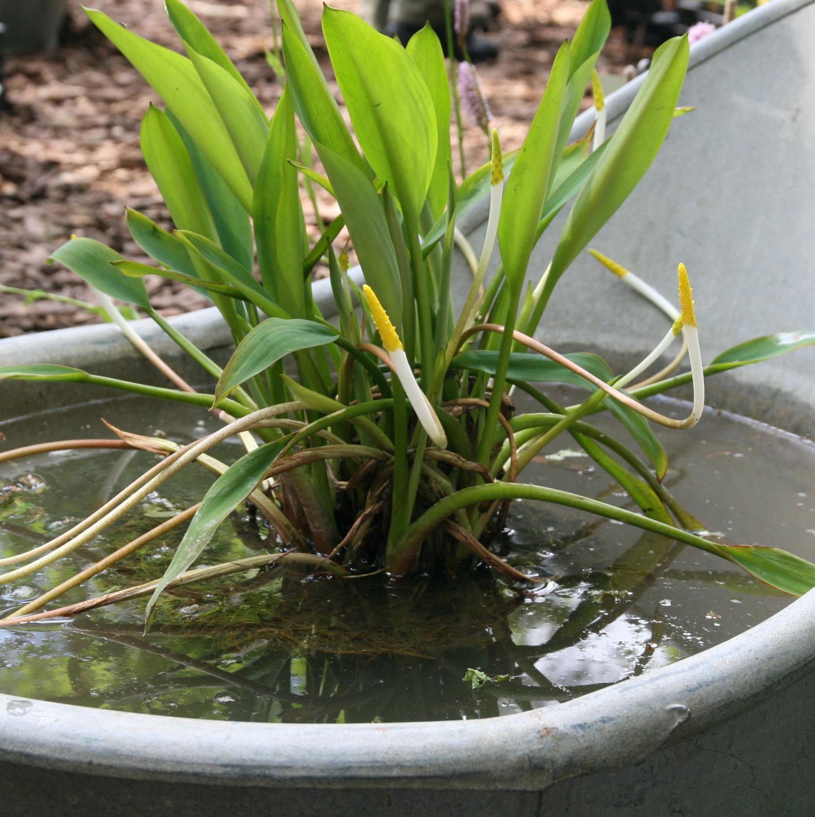 Orontium aquaticum