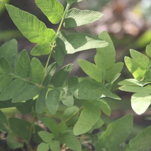 Osmunda regalis