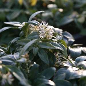 Pachysandra terminalis 5/7