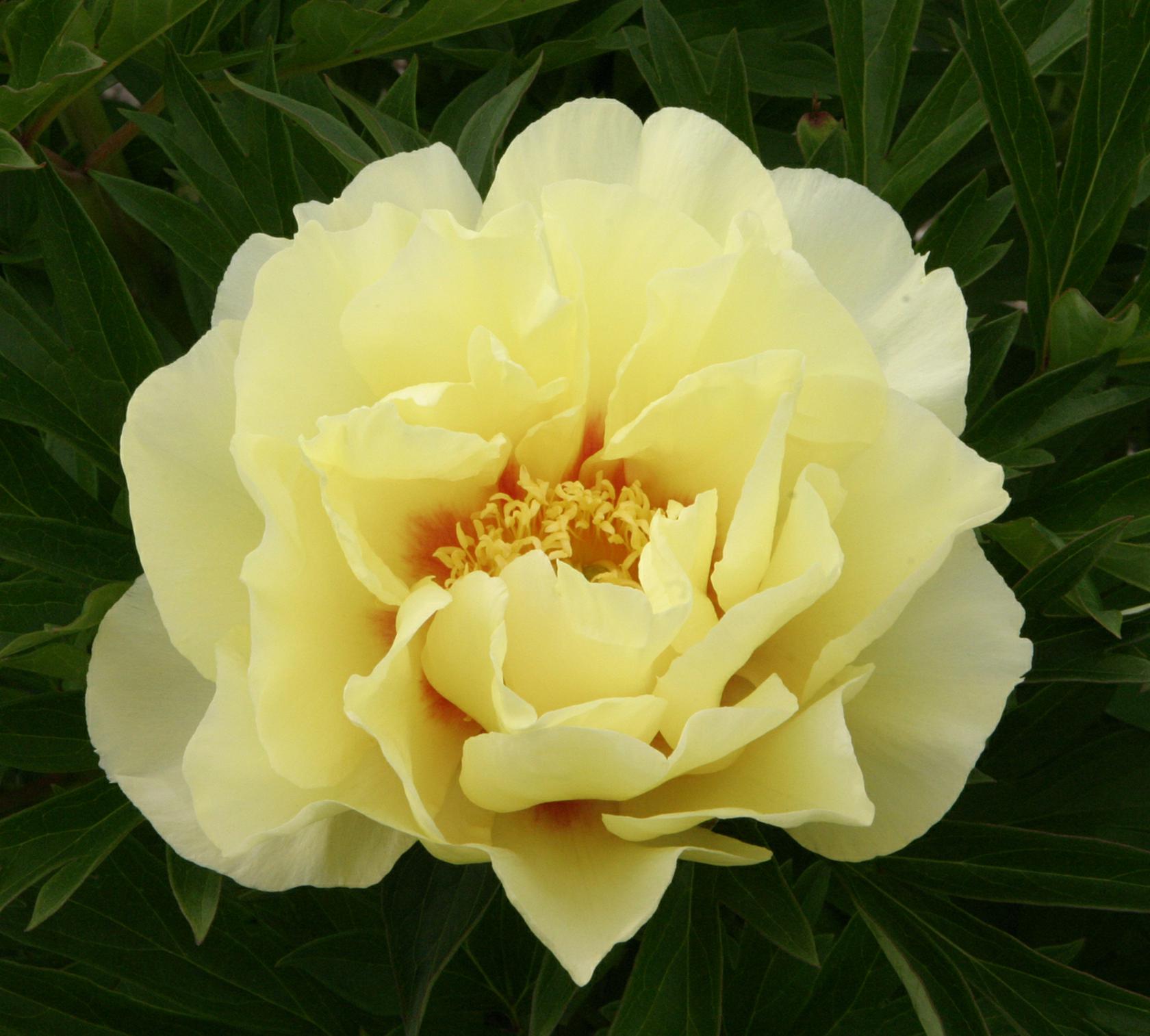 Paeonia Hybride 'Bartzella'