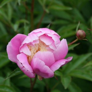 Paeonia lactiflora 'Bowl of Beauty'