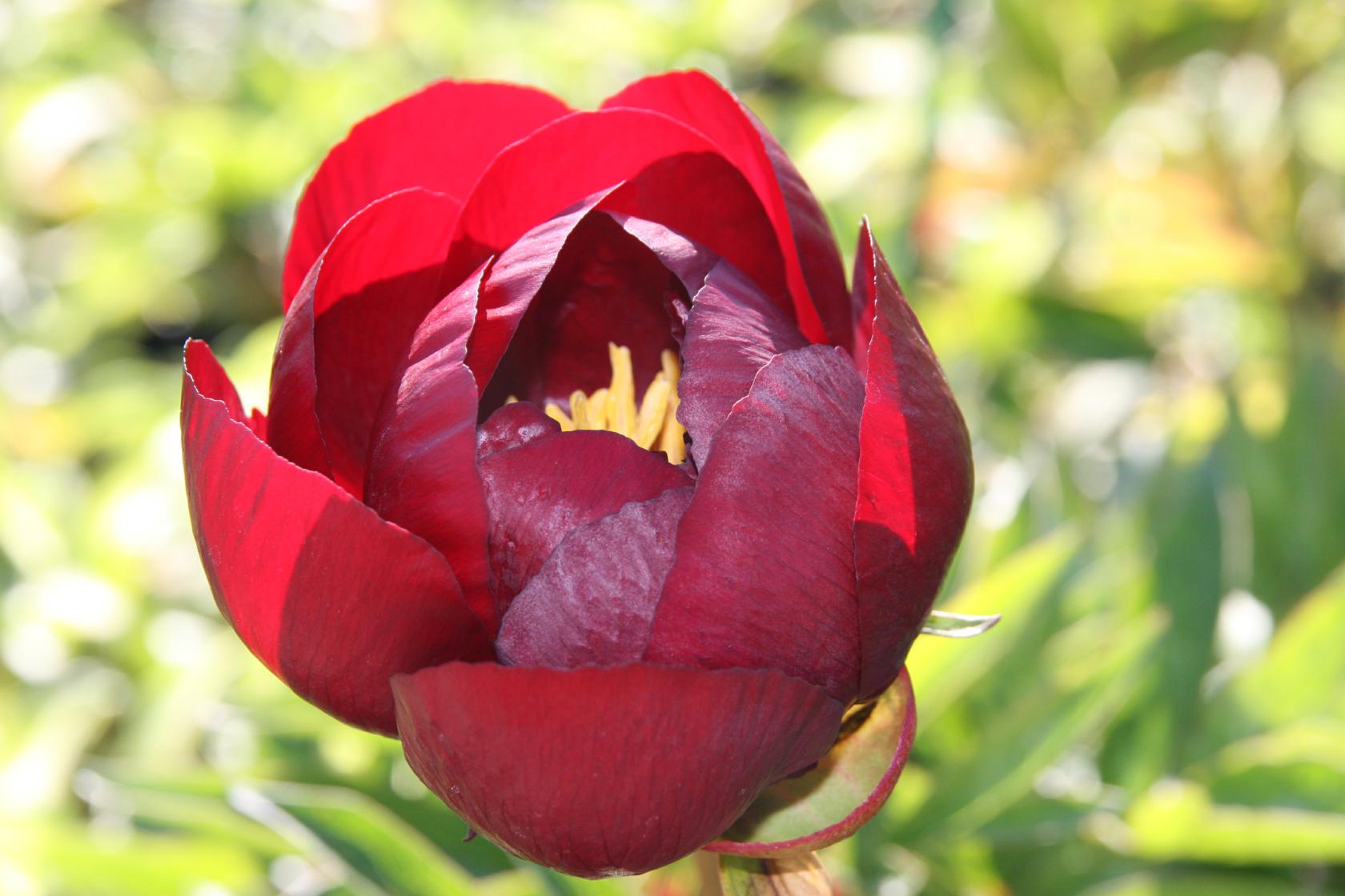 Paeonia lactiflora 'Buckeye Belle'