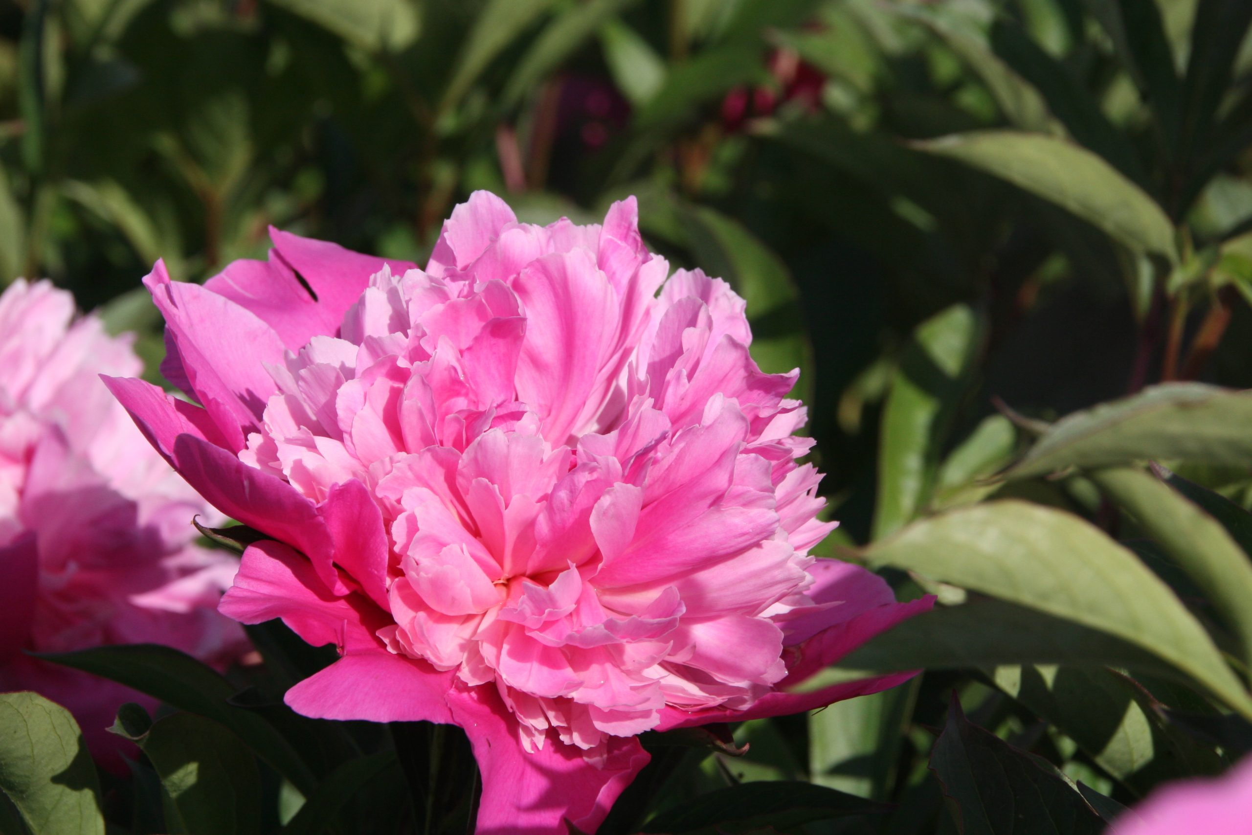 Paeonia lactiflora 'Edulis Superba'