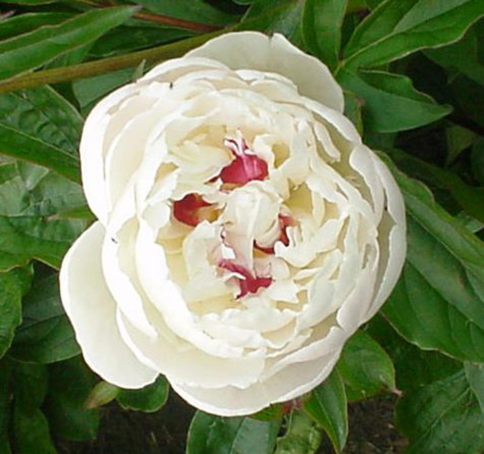 Paeonia lactiflora 'Festiva Maxima'