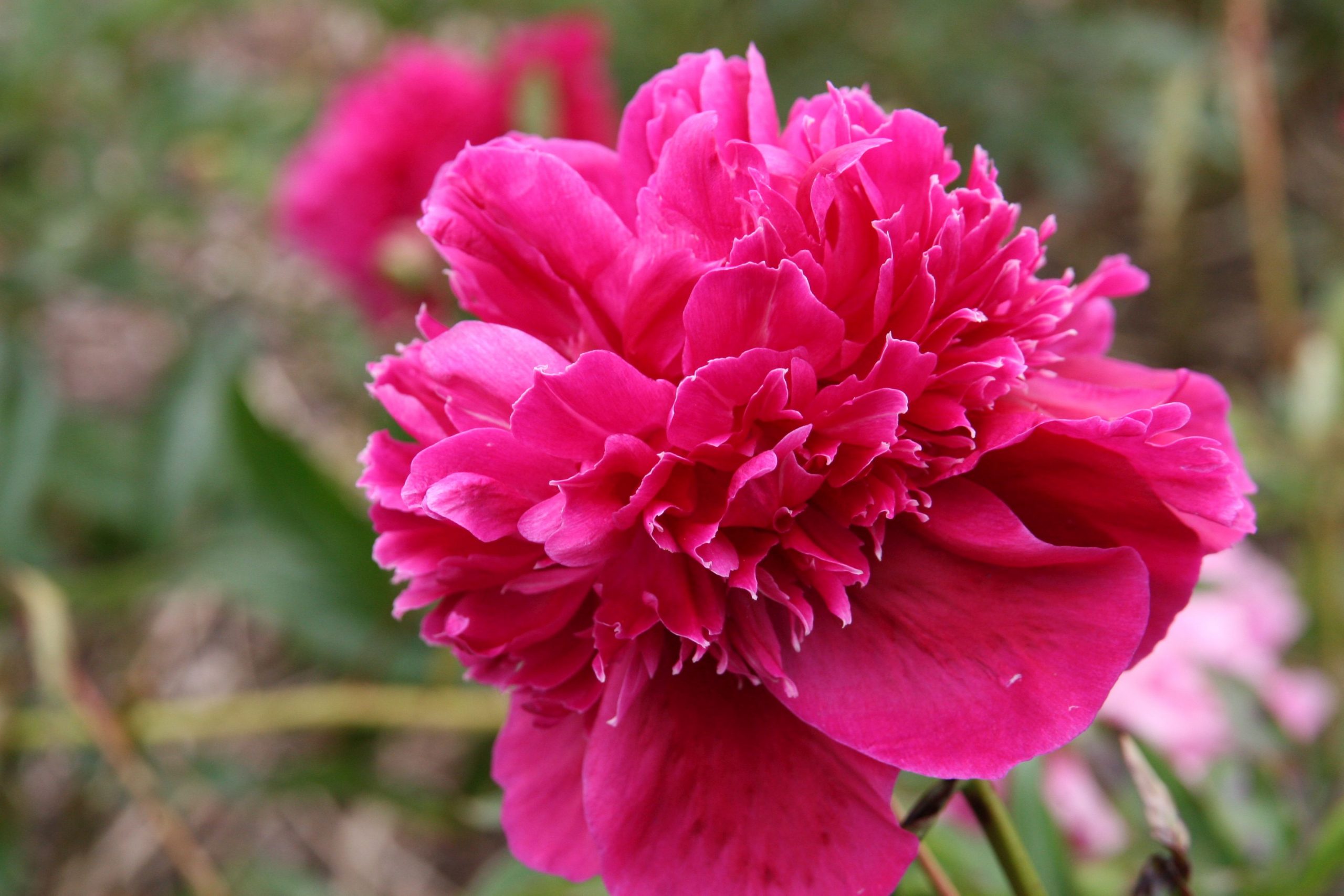 Paeonia lactiflora 'Inspecteur Lavergne'