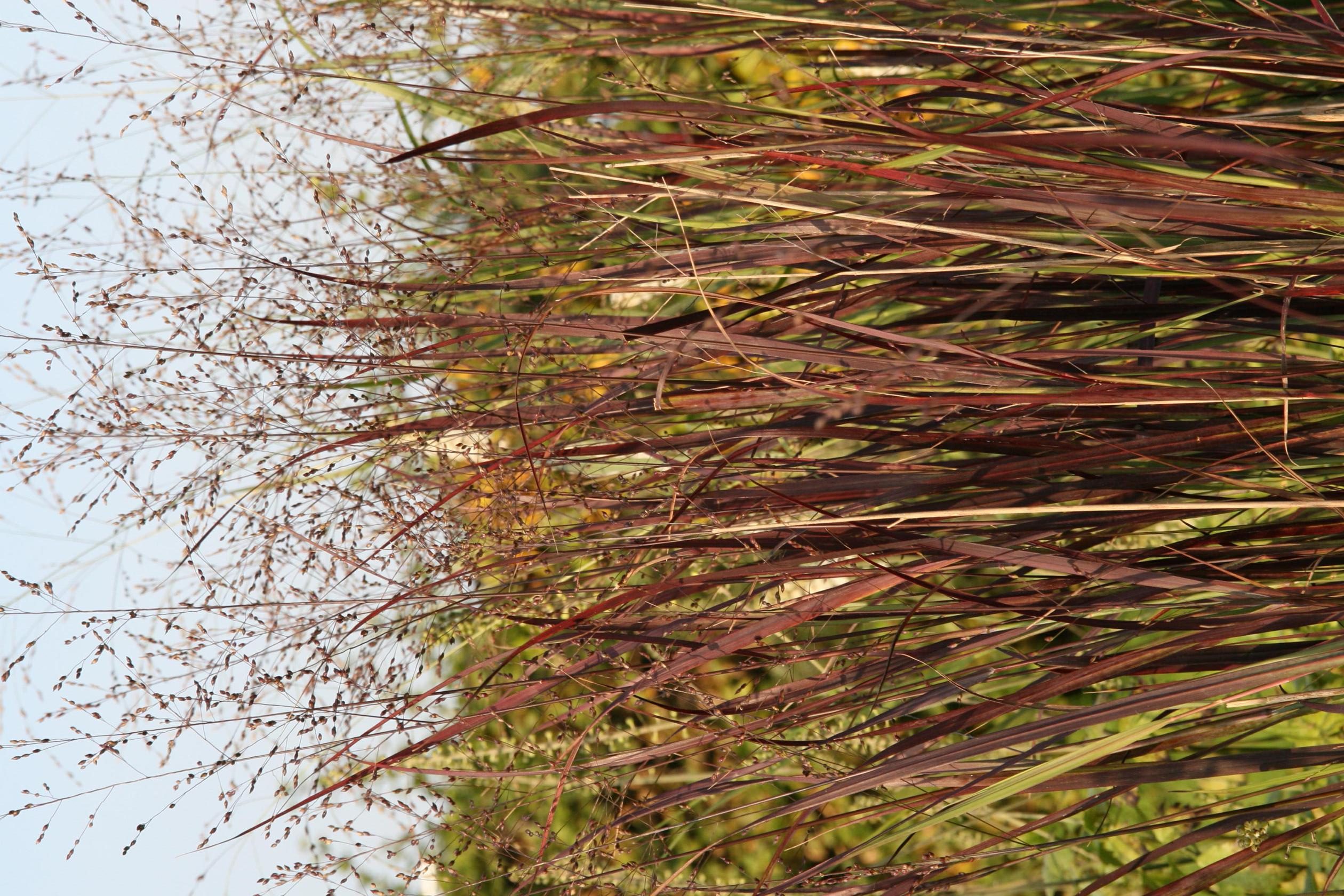 Panicum virgatum 'Heiliger Hain'