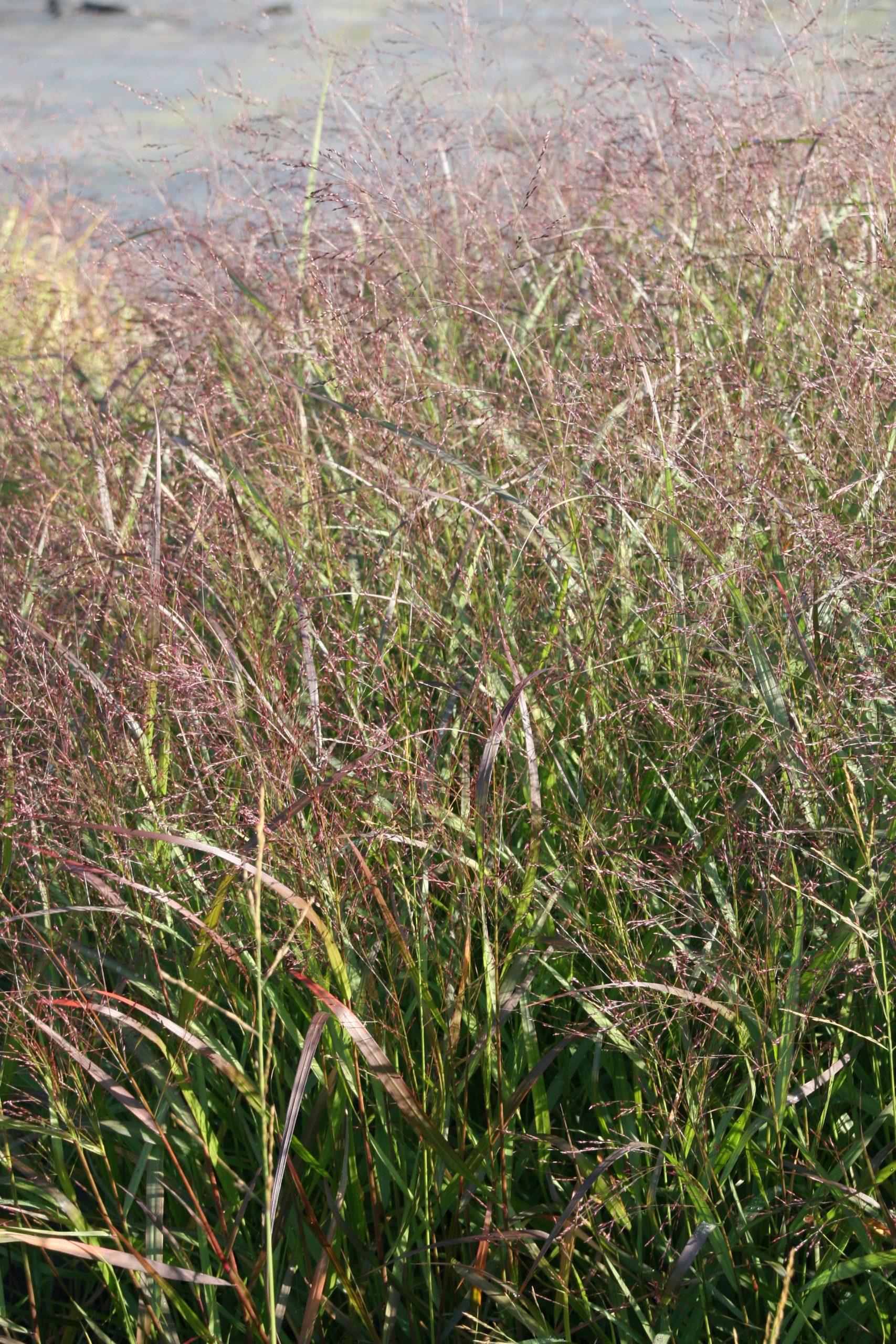 Panicum virgatum 'Squaw'