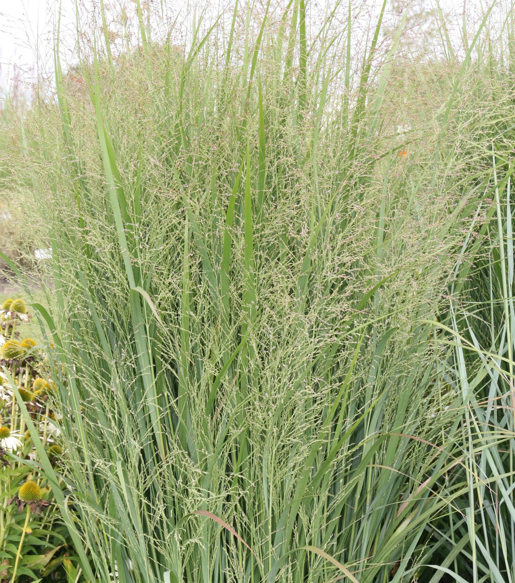 Panicum virgatum 'Northwind'