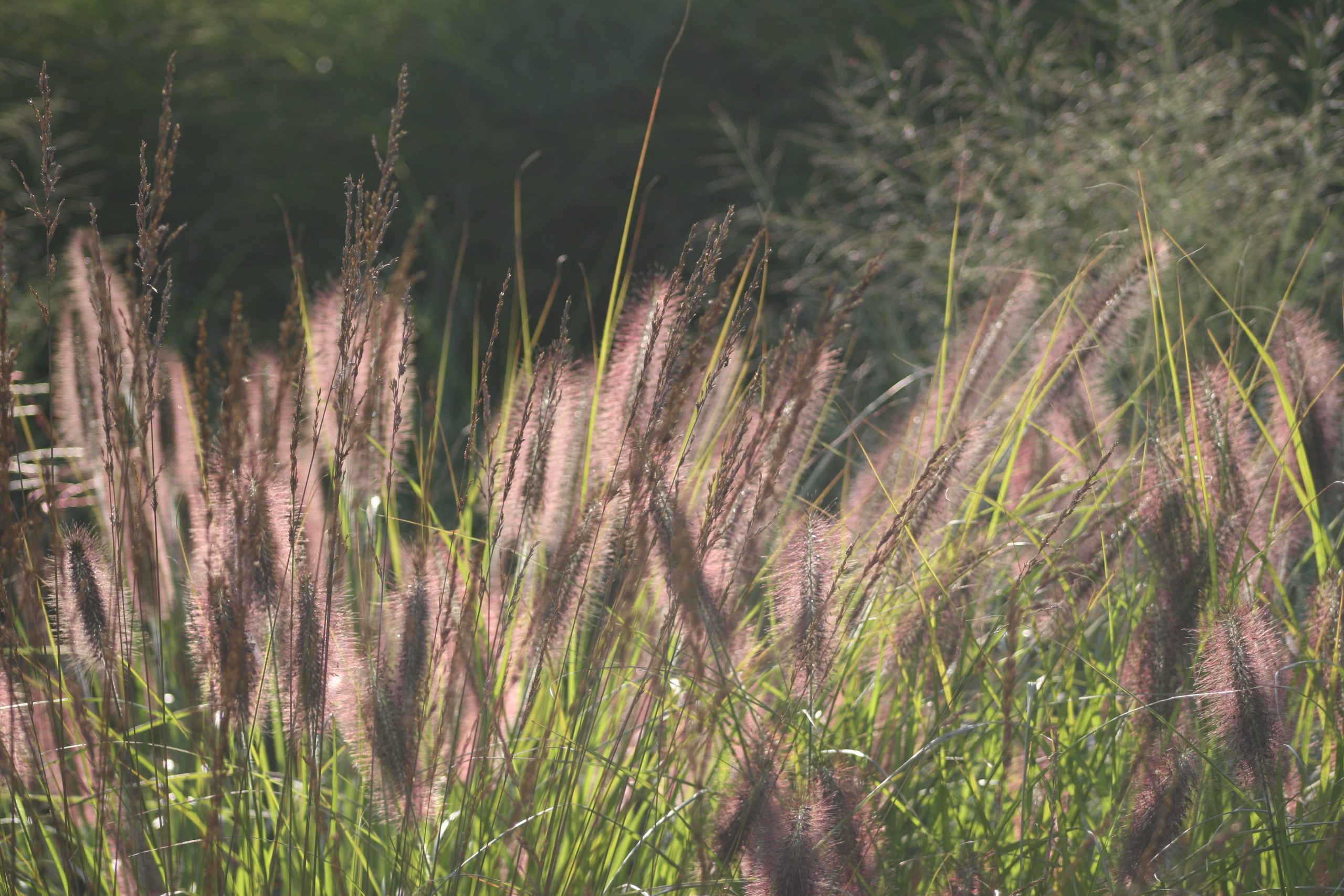 Pennisetum alopecuroides 'Herbstzauber'