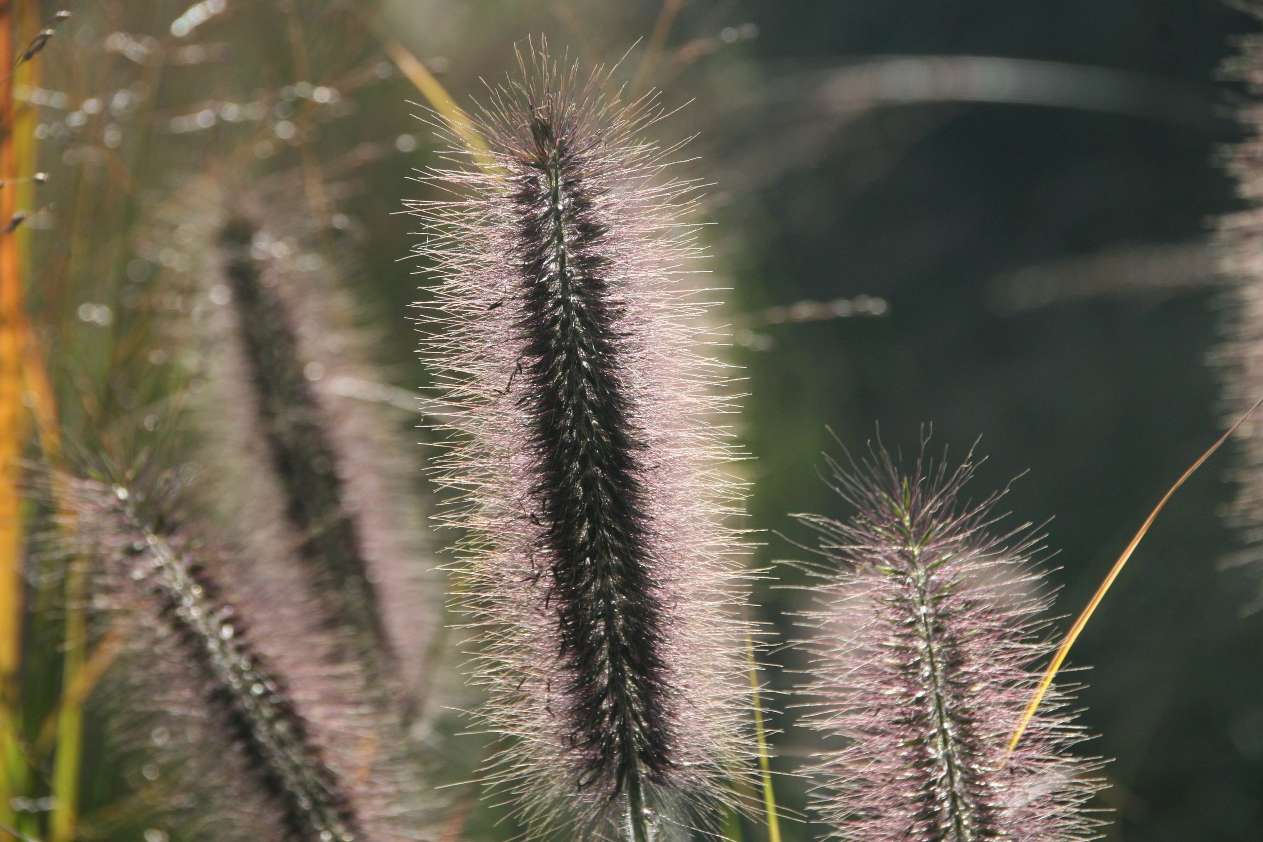 Pennisetum alopecuroides 'Moudry'