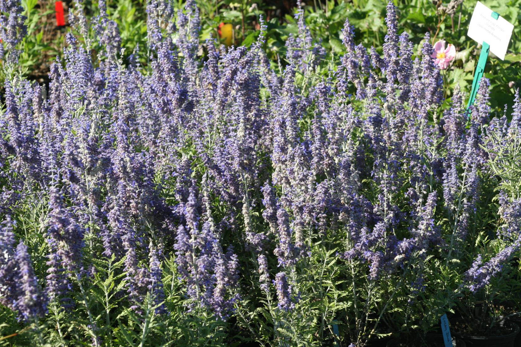 Perovskia atriplicifolia 'Lacey Blue' (S)