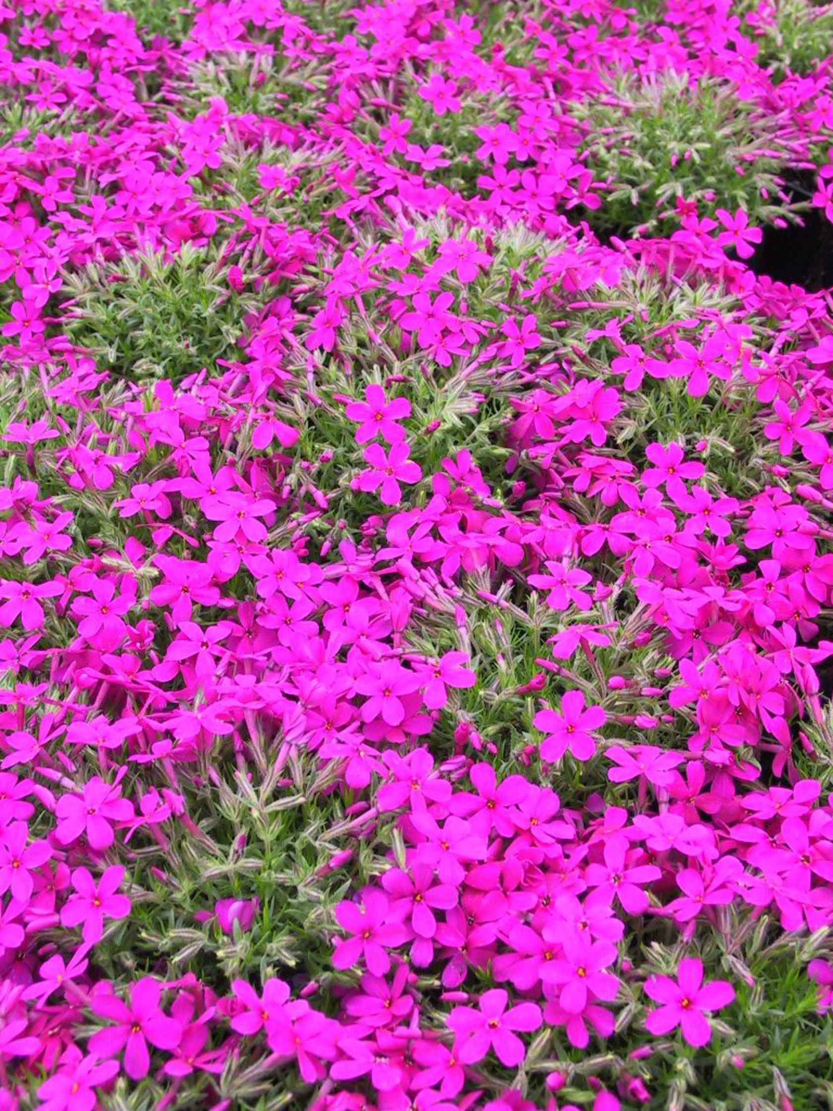 Phlox douglasii 'Crackerjack'