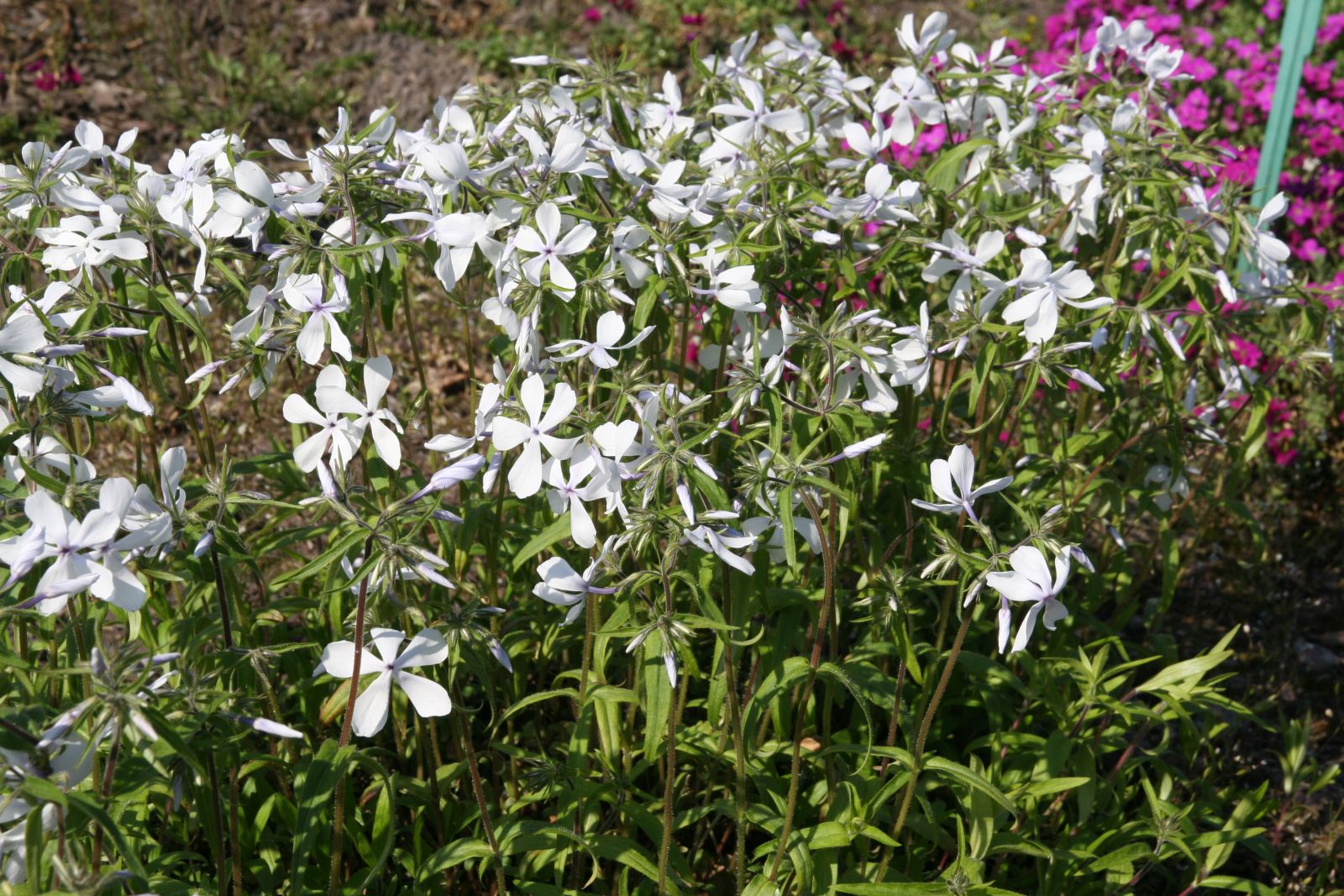 Phlox divaricata 'White Perfume'